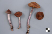 Cortinarius evernius image